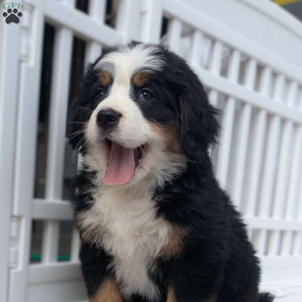 Odessa, Bernese Mountain Dog Puppy